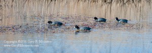American Coot Still Water Marsh Monroe County Indiana